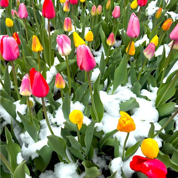 Black top. Never worn. Soft tank underneath. Purchased for performing event. - Picture 1 of 3